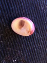 Nerita chamaeleon