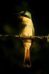 Merops pusillus argutus