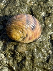 Nerita versicolor