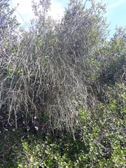 Ephedra tweedieana