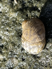 Nerita versicolor