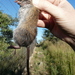 Red Veld Rat - Photo no rights reserved, uploaded by Simon Tonge