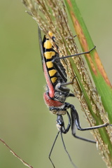 Rhynocoris segmentarius