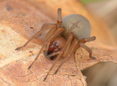 Cheiracanthium virescens
