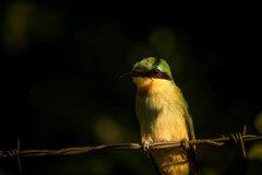 Merops pusillus argutus