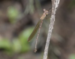 Indolestes insularis