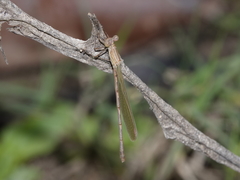 Indolestes insularis