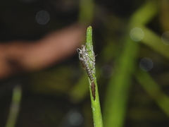 Indolestes insularis