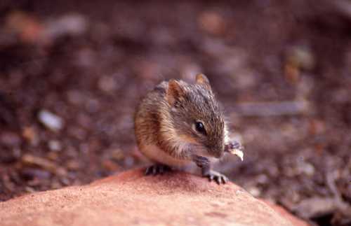Rhabdomys pumilio