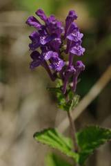 Scutellaria indica