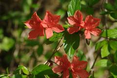 Rhododendron kaempferi