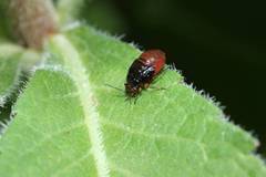 Strongylocoris leucocephalus