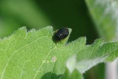 Strongylocoris leucocephalus