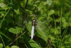 Orthetrum japonicum