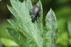 Orthocephalus funestus