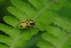 Cryptocephalus peliopterus