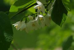 Styrax obassia