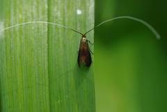 Nemophora albiantennella