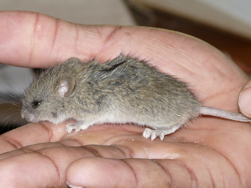 Thallomys paedulcus