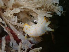 Crimora papillata
