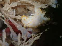 Crimora papillata
