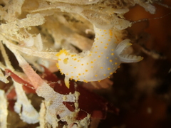 Crimora papillata