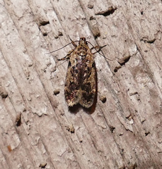 Chionodes pereyra