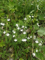 Veronica peduncularis
