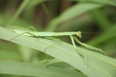 Tenodera aridifolia