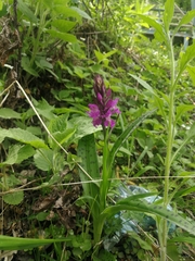 Dactylorhiza urvilleana
