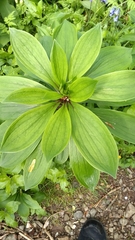 Lilium martagon