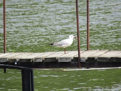 Chroicocephalus ridibundus