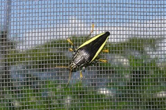 Paracupta flaviventris