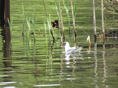 Chroicocephalus ridibundus