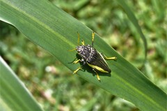 Paracupta flaviventris