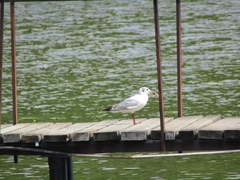 Chroicocephalus ridibundus