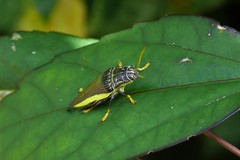 Paracupta flaviventris
