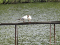 Chroicocephalus ridibundus