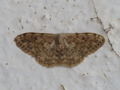 Scopula asellaria