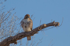 Buteo jamaicensis