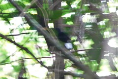 Lamprolia klinesmithi