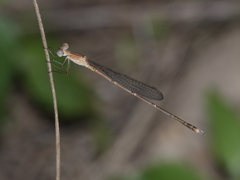 Indolestes insularis