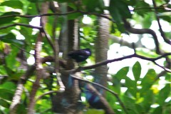 Lamprolia klinesmithi