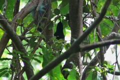 Lamprolia klinesmithi