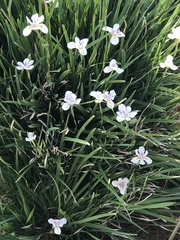 Dietes iridioides