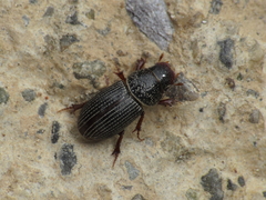 Platytomus tibialis