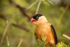 Vidua regia