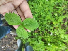 Potentilla sterilis
