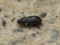 Platytomus tibialis