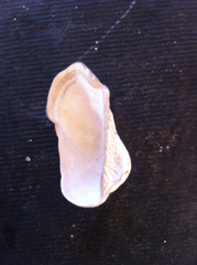 Lamarcka ventricosa